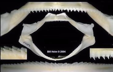 Deania hystricosa_06.jpg